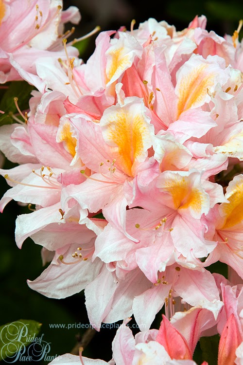 Pride of Place Plants | 6110 Old East Rd, Victoria, BC V8Y 1V6, Canada | Phone: (250) 652-6713