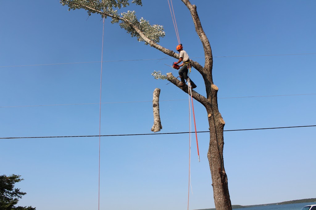 Manitoulin Tree Service | 3707 ON-542, Mindemoya, ON P0P 1S0, Canada | Phone: (705) 665-8988