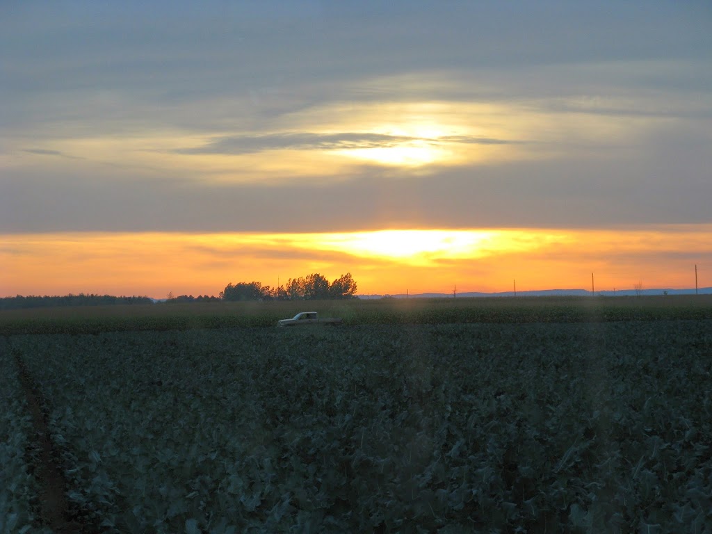 BMW Farms - Weel Vegetable Farms | Stayner, ON L0M 1N0, Canada | Phone: (705) 428-2026