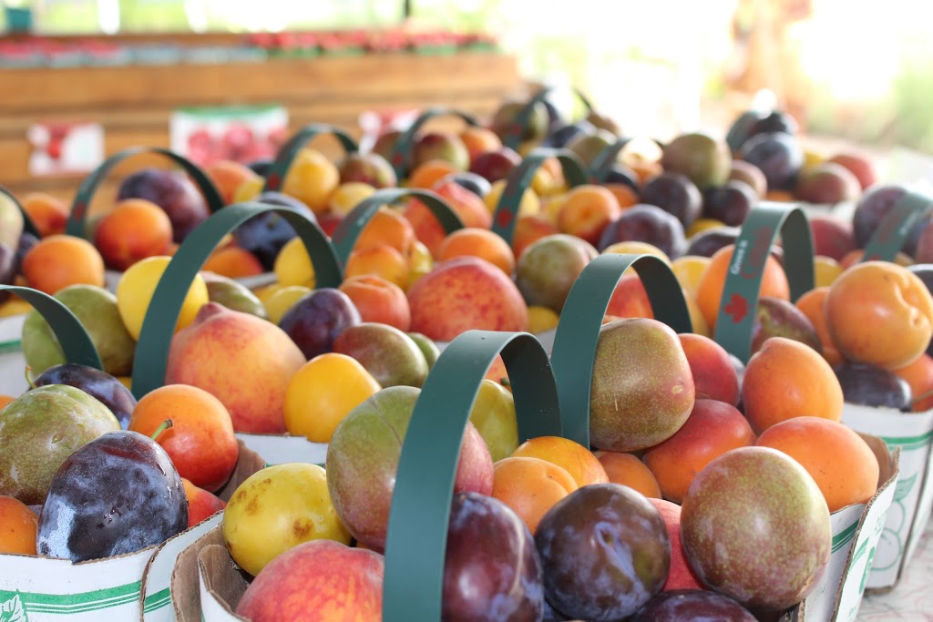 Whitty Farms | 1776 Fourth Ave, St. Catharines, ON L2R 6P9, Canada | Phone: (905) 984-8444