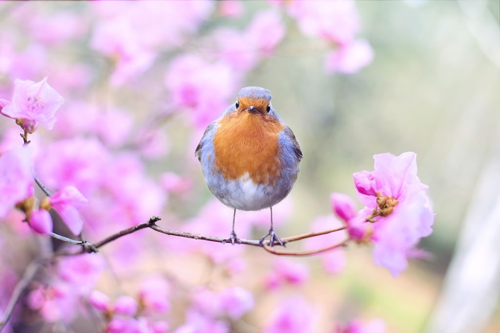 Maple Springs Aviary | 1464 Alderson Rd, Carlisle, ON L0R 1H1, Canada | Phone: (905) 599-6024