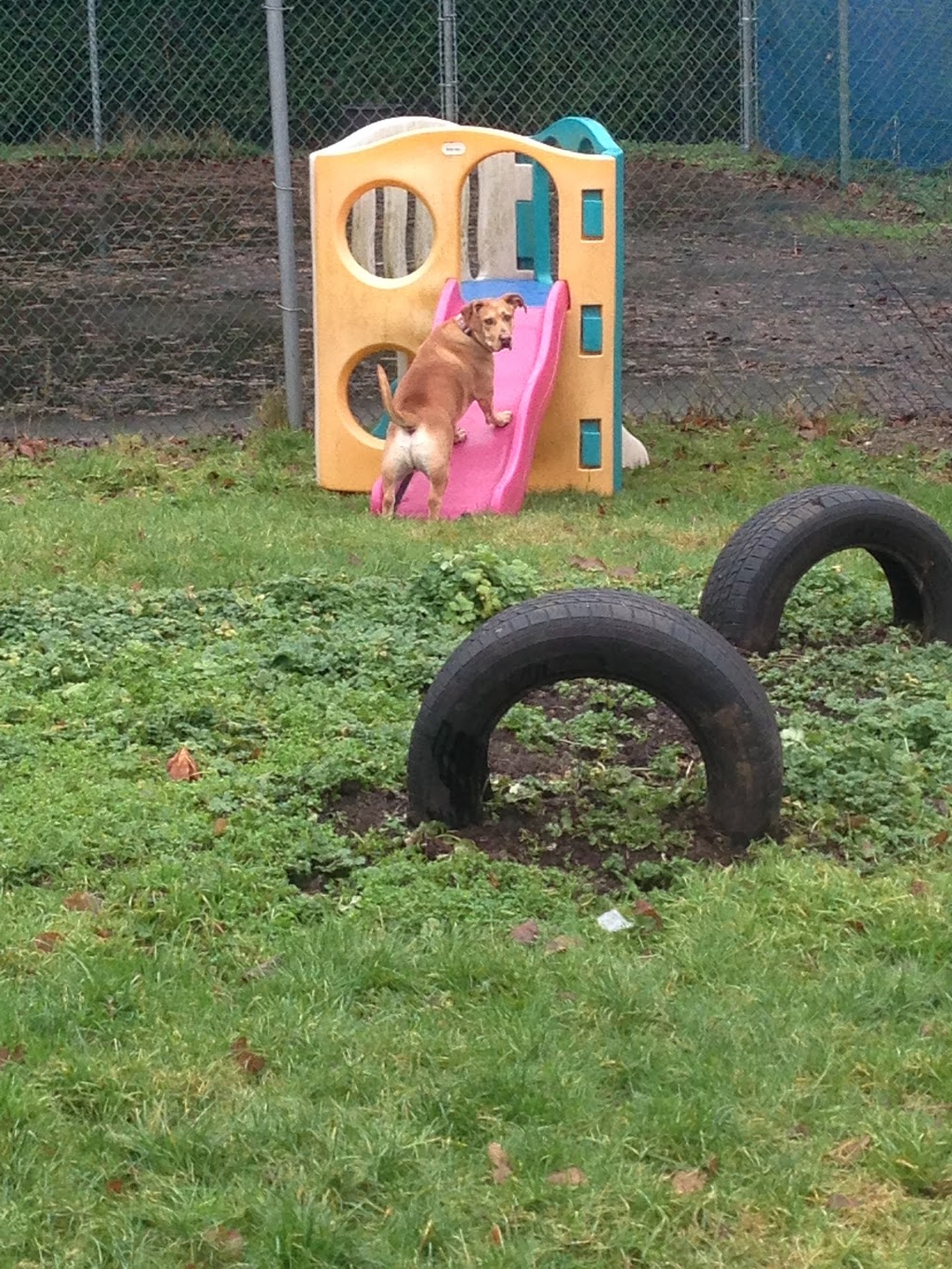 Barks and Recreation Canine Services | 2027 174 St, Surrey, BC V3Z 9Z8, Canada | Phone: (778) 291-2275