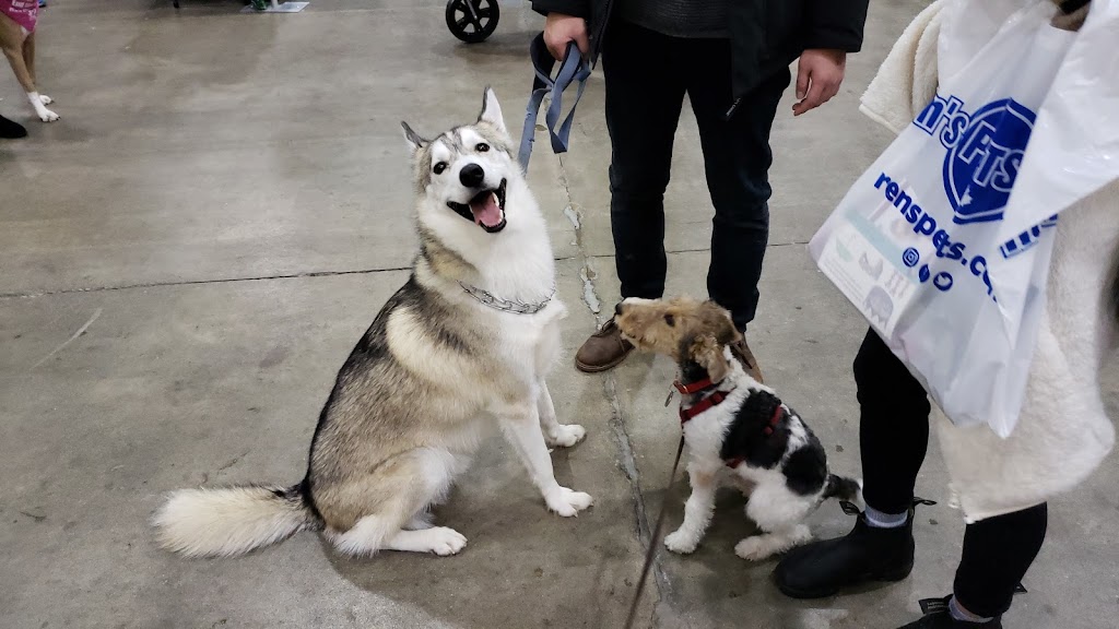 Doggieland | 1 Fairlawn Ave, Toronto, ON M5M 1S6, Canada | Phone: (647) 748-4364