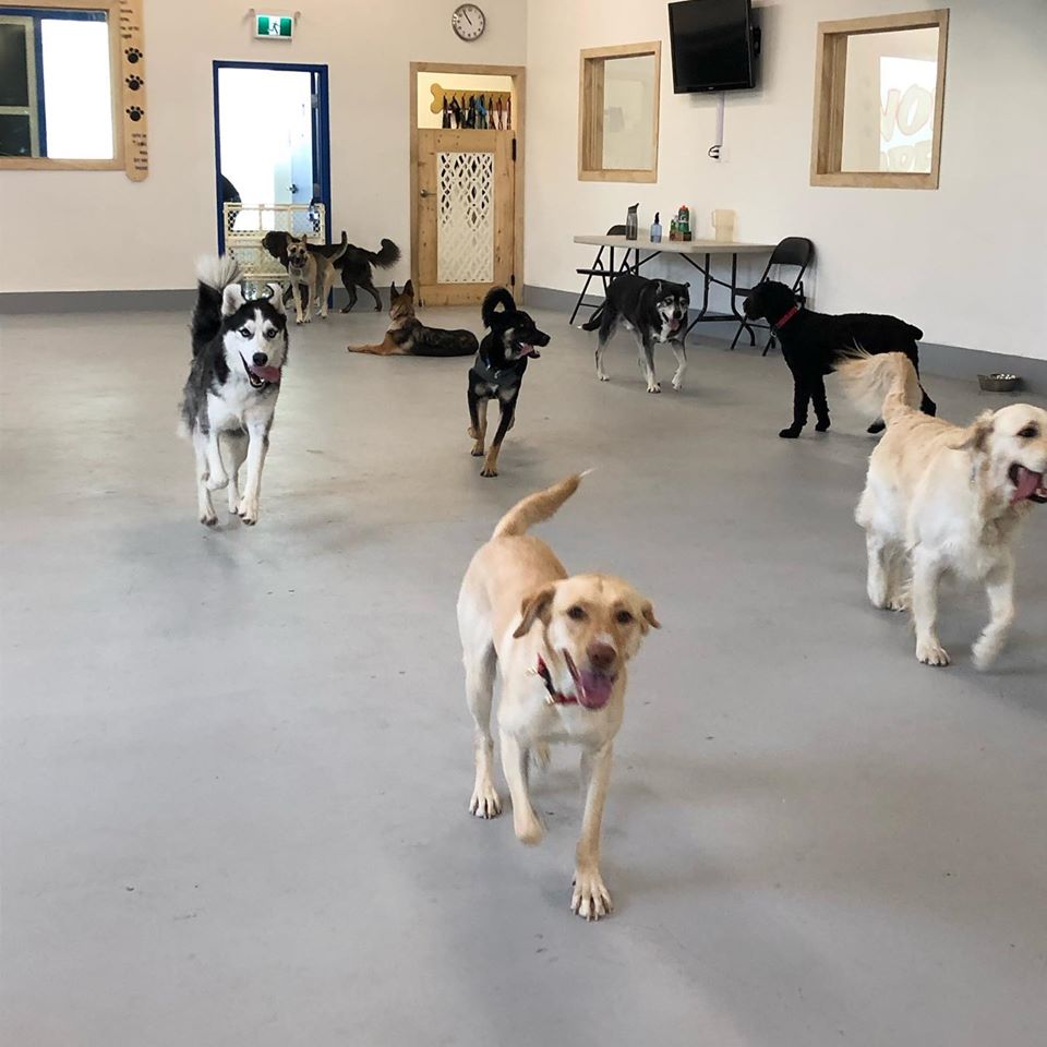 Paws Unleashed Winnipeg Ltd. | 1107 Fife St, Winnipeg, MB R2X 2M8, Canada | Phone: (204) 955-0011