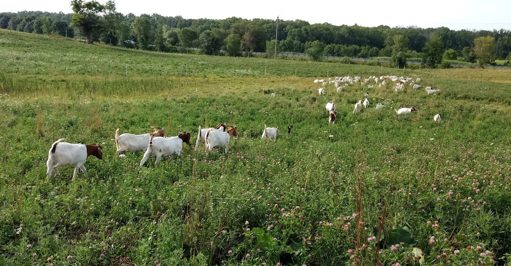 Big Creek Goats | 1438 Brant County Hwy 54, Caledonia, ON N3W 2G9, Canada | Phone: (905) 981-1789