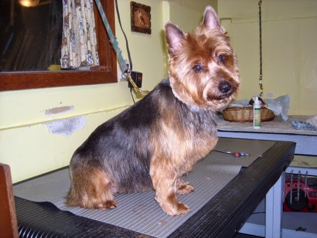 Sea Dog Salon The | 1972 Ranch Rd, Roberts Creek, BC V0N 2W5, Canada | Phone: (604) 886-6685