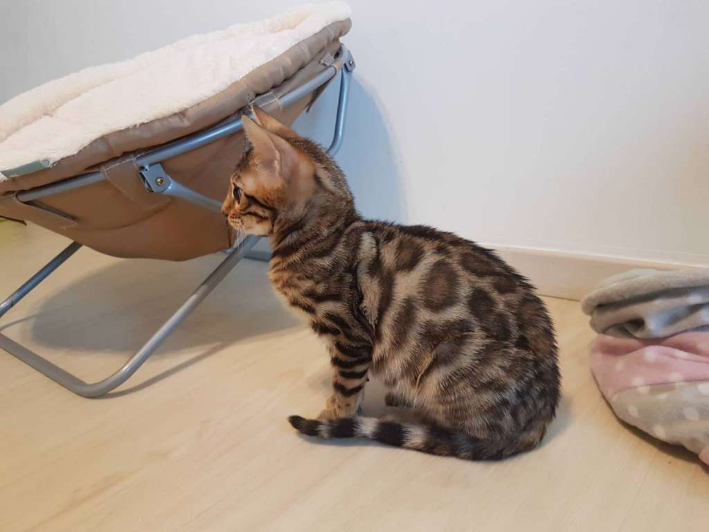 Kittens for sale Canada | 19 Caroline Ave #2, Ottawa, ON K1Y 0S8, Canada | Phone: (226) 444-1022