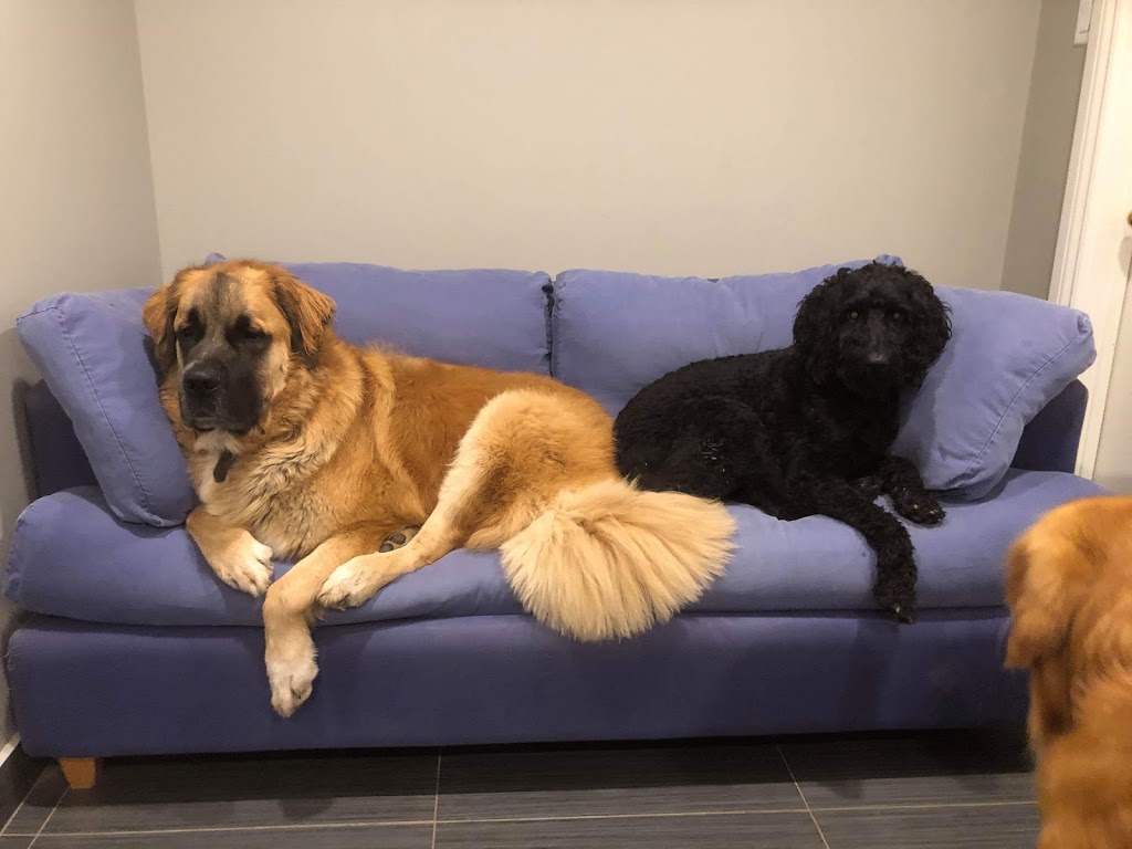 Pooch Haven Grooming & Doggie Daycare | 4297 Golf Club Rd, Hannon, ON L0R 1P0, Canada | Phone: (905) 388-0132