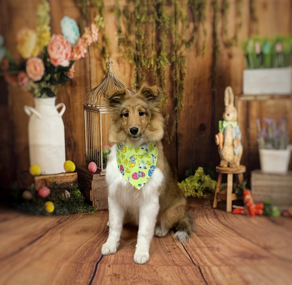 Groomingdale’s pet grooming | 264 Baker Dr, Dartmouth, NS B2W 6L4, Canada | Phone: (902) 464-6460