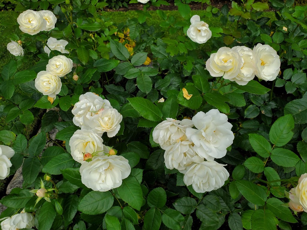 Queens Park Rose Garden | New Westminster, BC V3L, Canada | Phone: (604) 777-5111