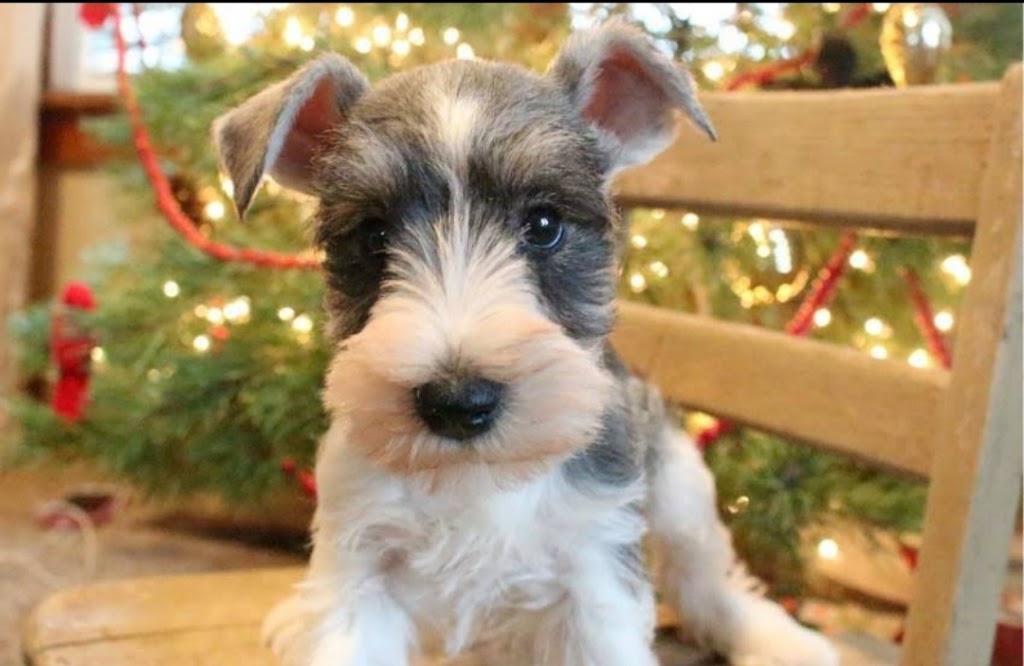 Fernweh Miniature Schnauzers | 3054 Trafalgar St #62, Abbotsford, BC V2S 7X6, Canada | Phone: 898-0708