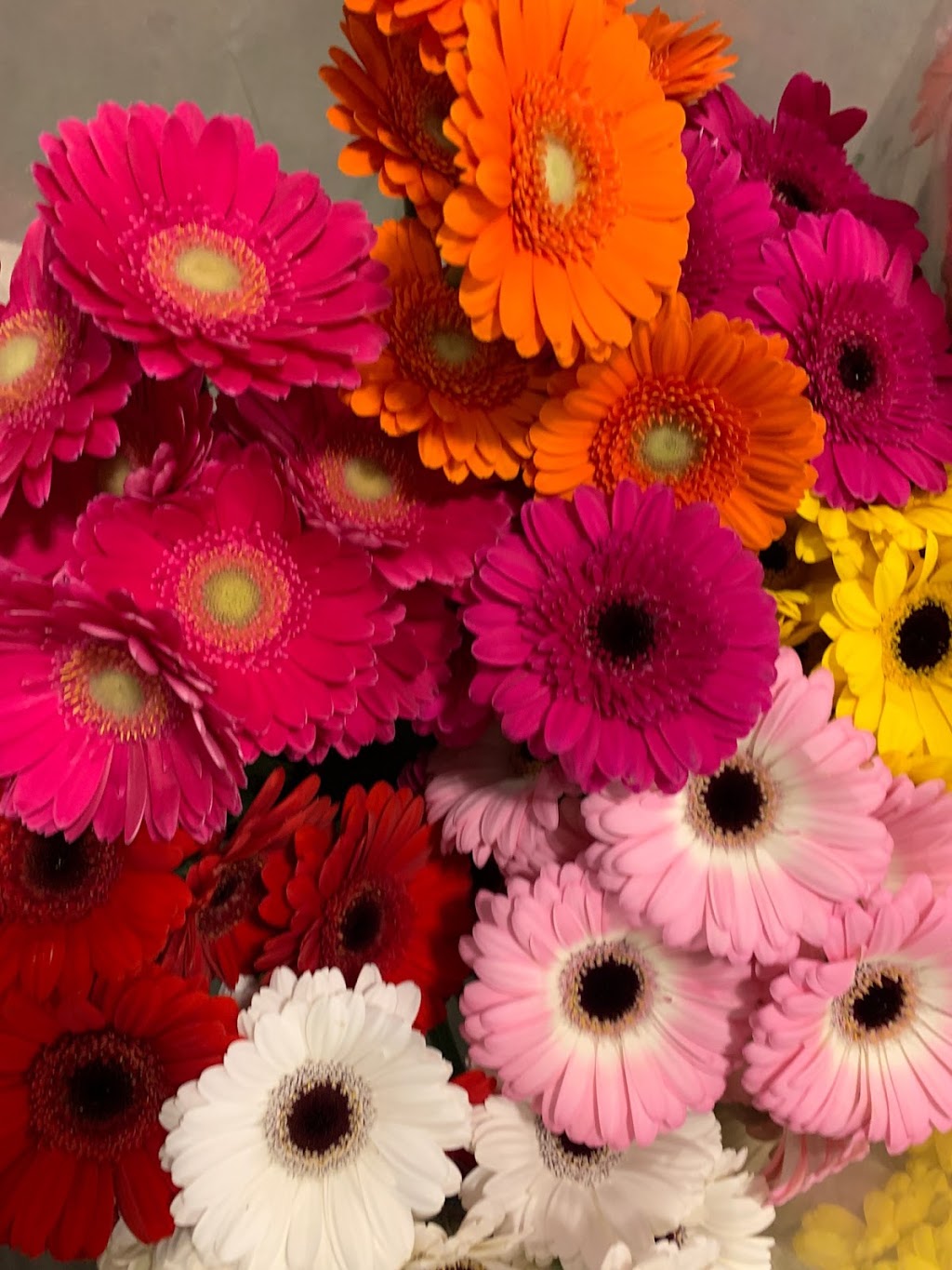 Hollandia Greenhouses,Ltd. | 19731 Richardson Rd, Pitt Meadows, BC V3Y 1Z1, Canada | Phone: (604) 460-1866