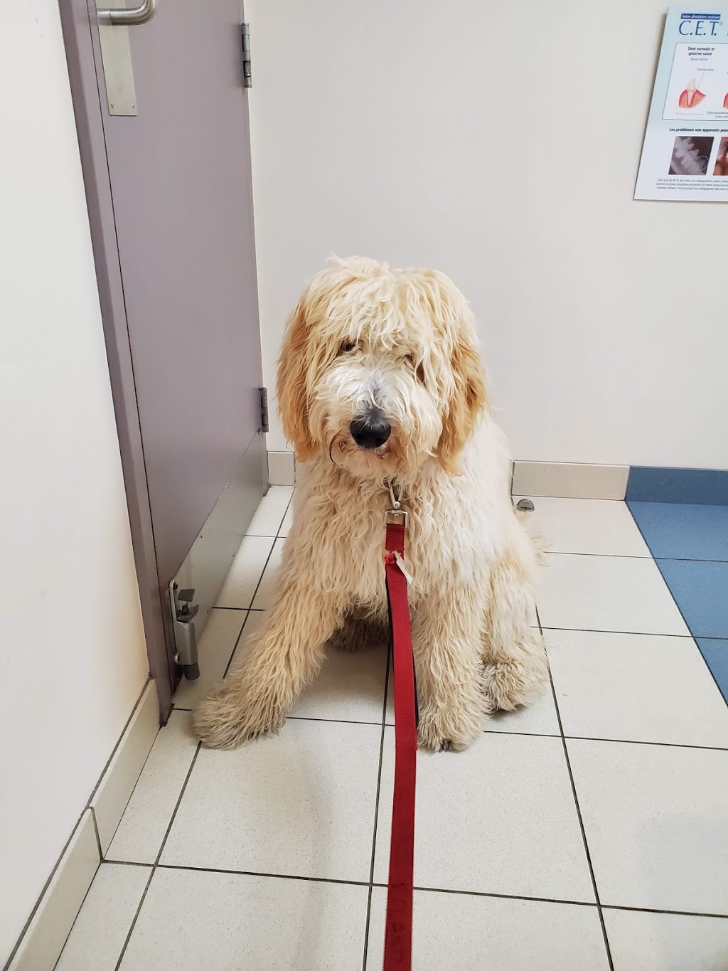 Veterinary Hospital Taché | 345 Boul Alexandre-Taché, Gatineau, QC J9A 1M3, Canada | Phone: (819) 777-5583