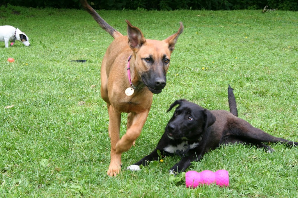 Ruff Stuff Dog Services | 1730 Vernon Dr, Vancouver, BC V6A 3T8, Canada | Phone: (604) 877-8075