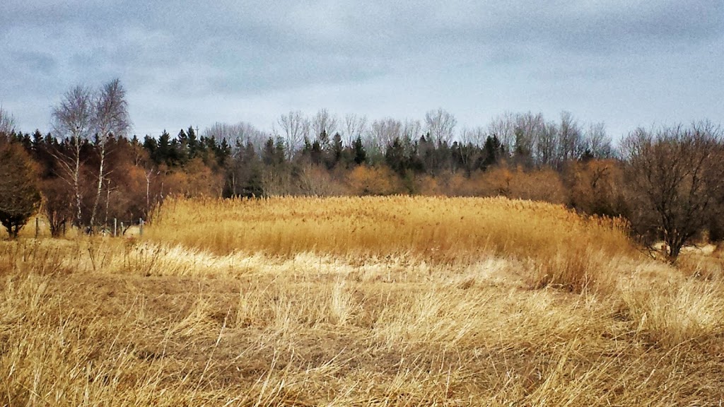 McLaughlin Bay Wildlife Reserve | 1908 Colonel Sam Dr, Oshawa, ON L1H 8W8, Canada | Phone: (905) 644-1689