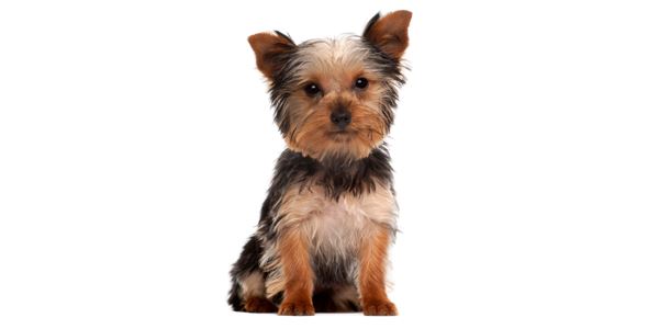Animonde | 900 Boulevard Grignon, Saint-Jérôme, QC J7Y 3S7, Canada | Phone: (450) 432-4884