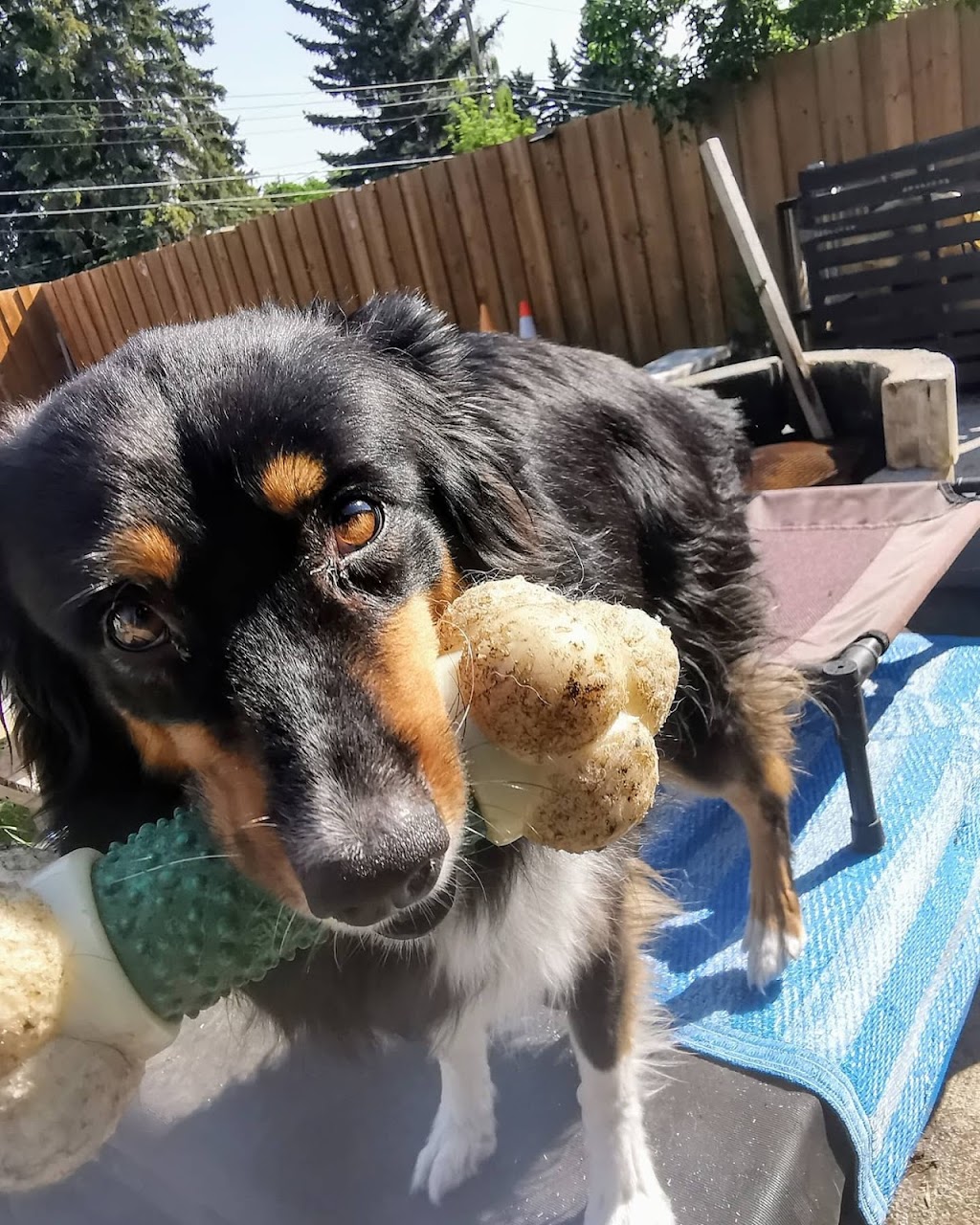 Wildsands Petcare & training | 321 61 Ave SW, Calgary, AB T2H 2W7, Canada | Phone: (403) 816-3192