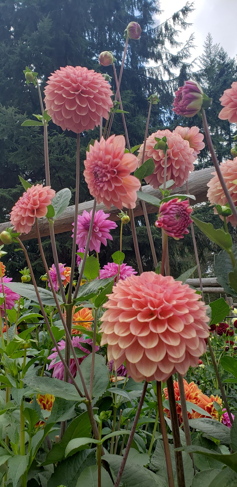 Warwick Dahlias | 1672 Constitution Rd, Black Creek, BC V9J 1G2, Canada | Phone: (250) 650-2128