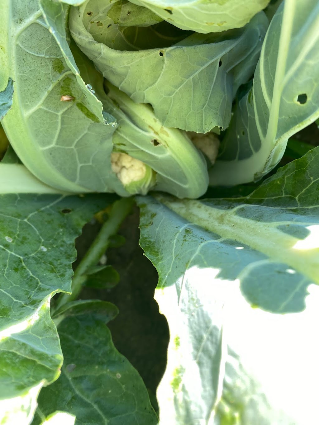 Buttercup Estate Farm | 6970 McMillan Side Rd, Washago, ON L0K 2B0, Canada | Phone: (705) 826-6516