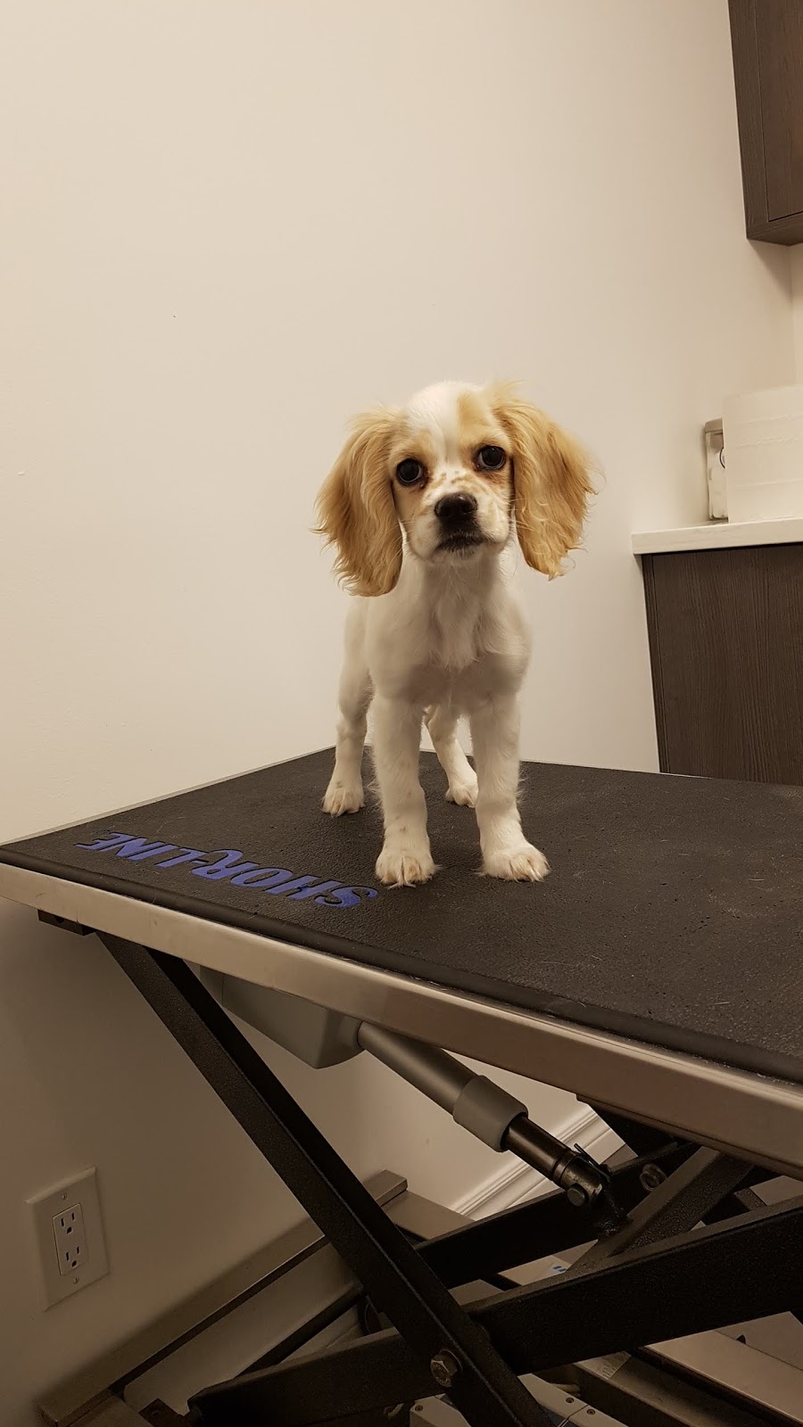 Mississauga Animal Hospital | 365 Dundas St E, Mississauga, ON L5A 1X3, Canada | Phone: (905) 270-4784