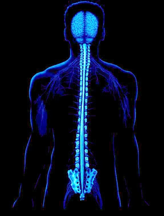 Apex Chiropractic Coquitlam | 3200 Westwood St #108, Port Coquitlam, BC V3C 6C7, Canada | Phone: (604) 942-8838
