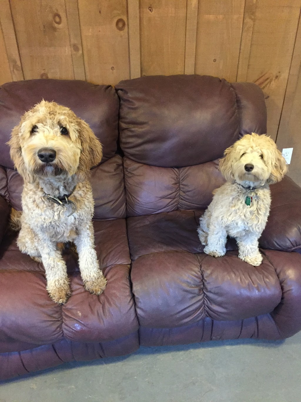 Quest Canine Services | 46393 Roberts Line, Sparta, ON N0L 2H0, Canada | Phone: (519) 615-0630