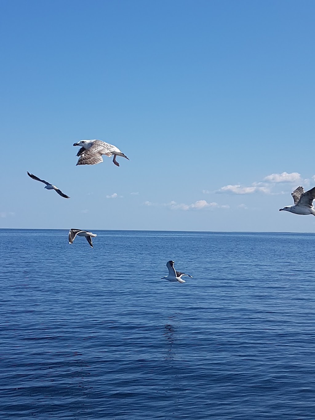 Barry Doucettes Deep Sea Fishing | 52 Harbourview Dr, North Rustico, PE C0A 1X0, Canada | Phone: (902) 393-2695