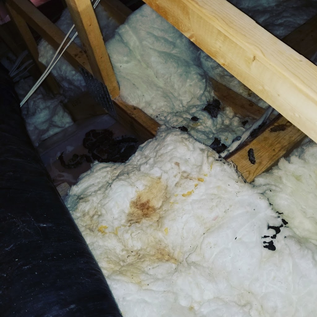 Durapest Wildlife Removal and Pest Control | 3 Swales Crescent, Brampton, ON L6R 0G4, Canada | Phone: (905) 782-6332