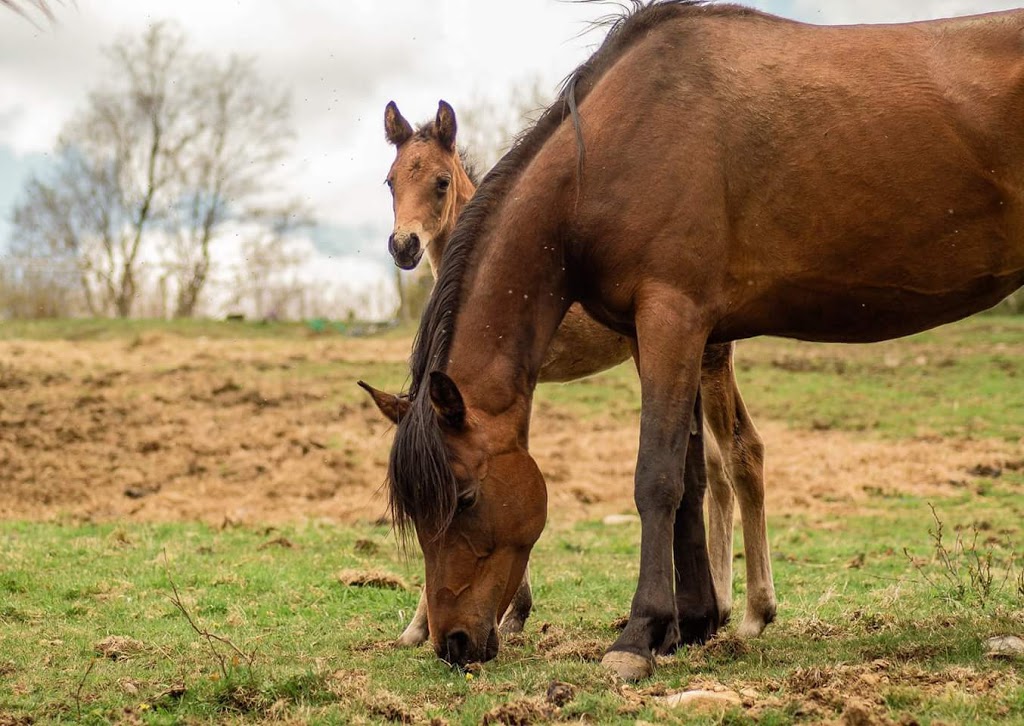 Ferme Brio | 455 Chemin du Petit Brompton, Racine, QC J0E 1Y0, Canada | Phone: (819) 679-3433