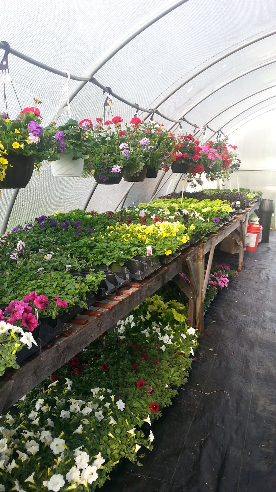 Dick & Nics Floral Pics | 4531 Hamilton Rd, Dorchester, ON N0L 1G6, Canada | Phone: (519) 268-6849