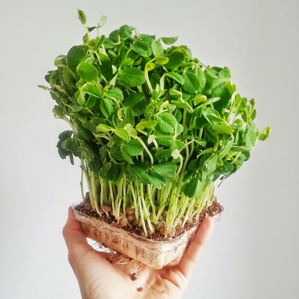 Culcherd | 228 Canarctic Dr, North York, ON M3J 2P4, Canada | Phone: (416) 837-3384