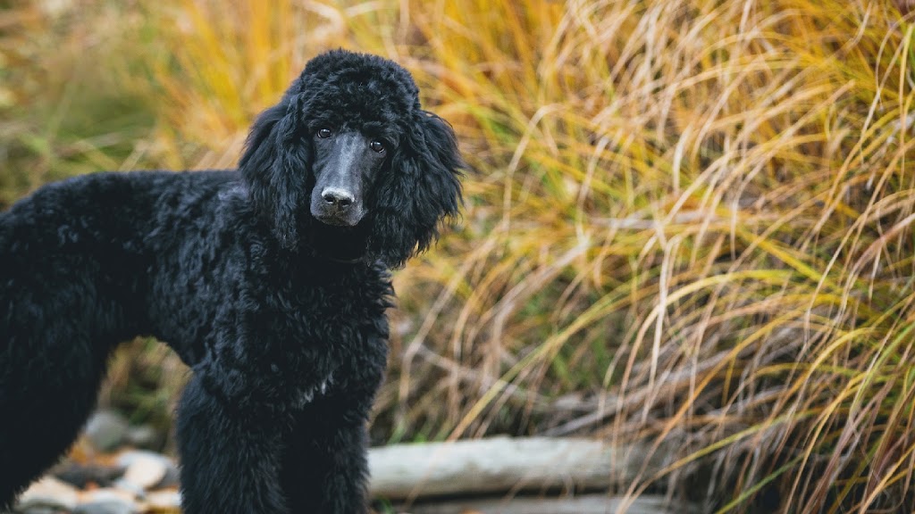 Dogs Rule Pet Grooming Calgary | 4708 26 Ave SW, Calgary, AB T3E 0R2, Canada | Phone: (403) 217-9119