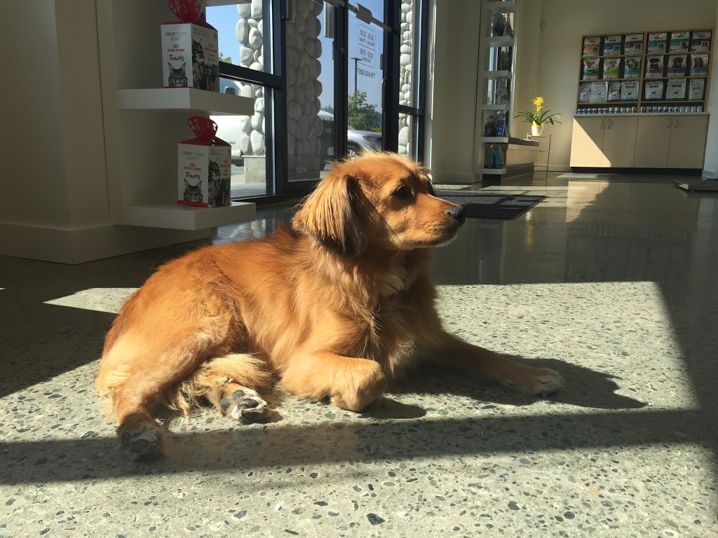 Millstream Veterinary Hospital | 169-2401C Millstream Rd, Victoria, BC V9B 3R5, Canada | Phone: (778) 430-8387