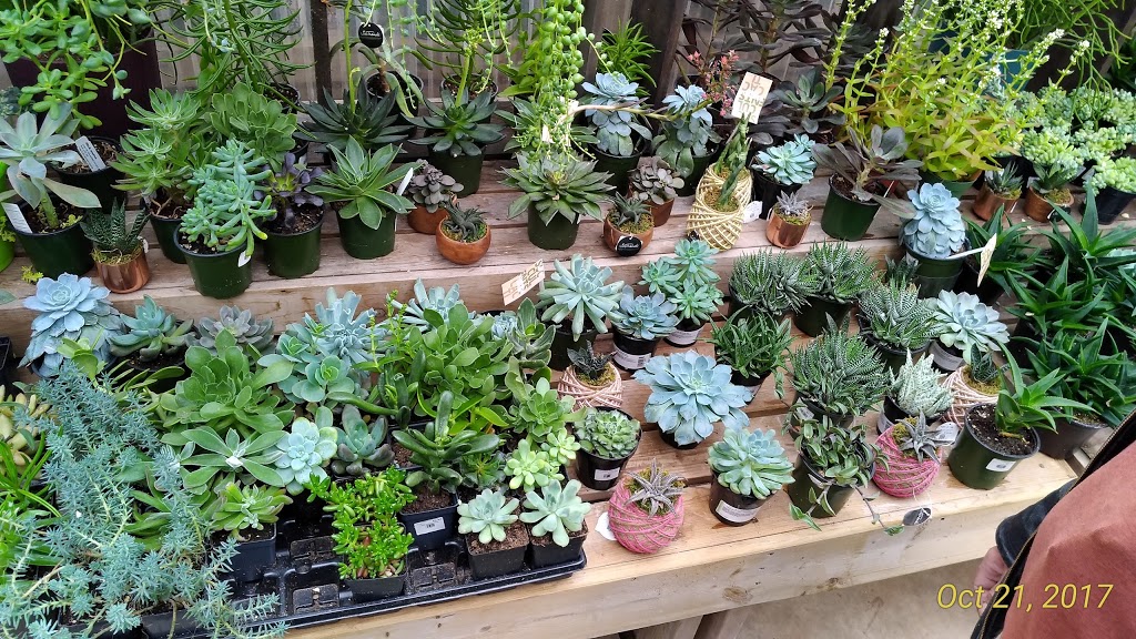 Little Mountain Greenhouses & Florist | 47558 Yale Rd, Chilliwack, BC V2P 7N1, Canada | Phone: (604) 792-7888
