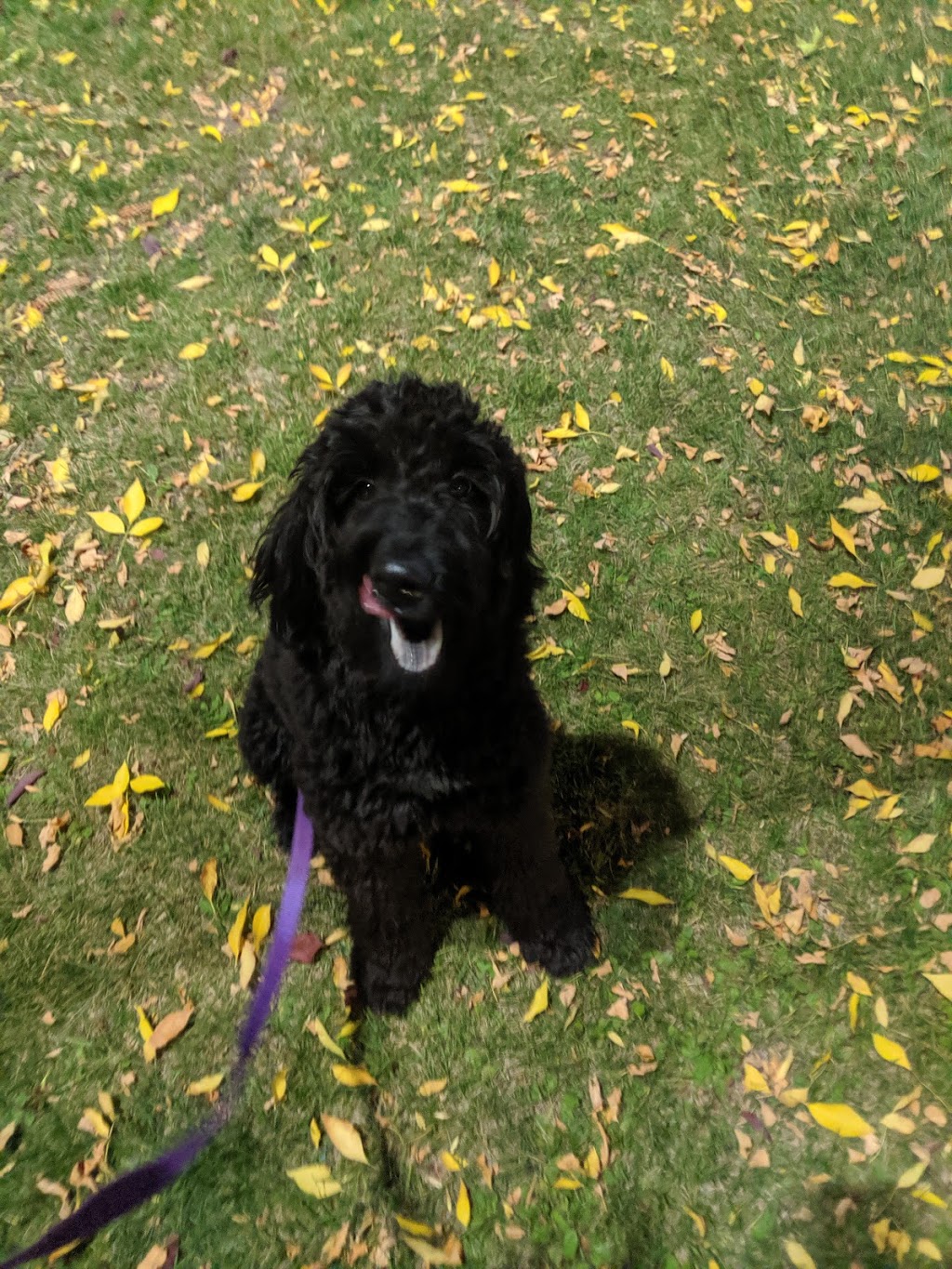 Britannia Kingsland Veterinary Clinic | 7738 Elbow Dr SW, Calgary, AB T2V 0S6, Canada | Phone: (403) 253-7044