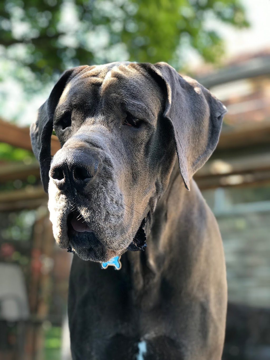 DArcys Dog Training & Pet Services | 471 Dundas St N, Cambridge, ON N1R 5R6, Canada | Phone: (519) 721-7387