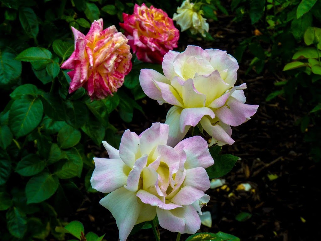 Penticton Rose Garden | 85 Riverside Dr, Naramata, BC V0H 1N0, Canada | Phone: (250) 490-2554