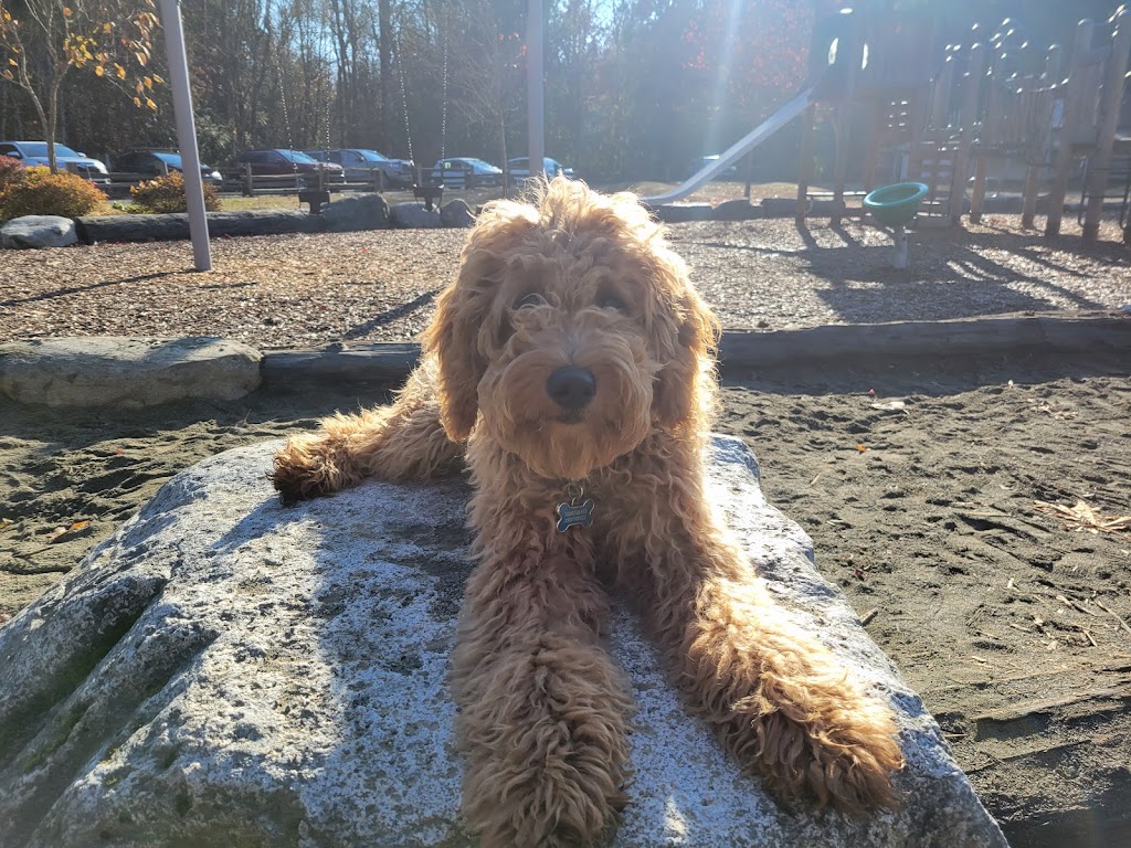 The Common Dog | 13485 Doole Rd, Ladysmith, BC V9G 1G6, Canada | Phone: (250) 889-0286