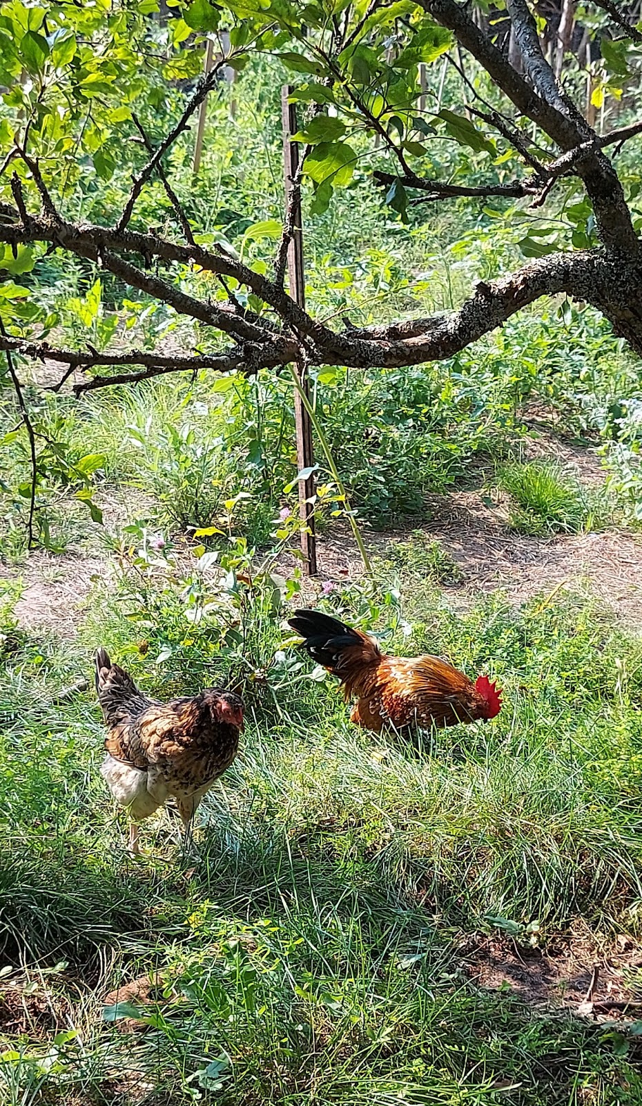 Les Fées Sorcières s.e.n.c. | 330 Chem. des Iles, LAscension, QC J0T 1W0, Canada | Phone: (873) 225-0181