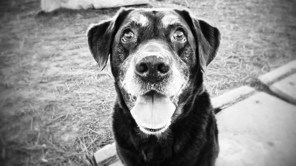 Galt Animal Hospital | 156 Hespeler Rd, Cambridge, ON N1R 6V7, Canada | Phone: (519) 621-1980
