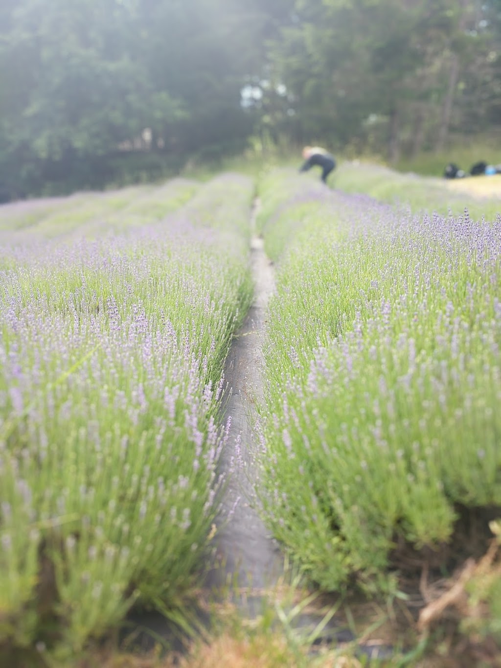 Sacred Mountain Lavender | 401 Musgrave Rd, Salt Spring Island, BC V8K 1V5, Canada | Phone: (250) 653-2315