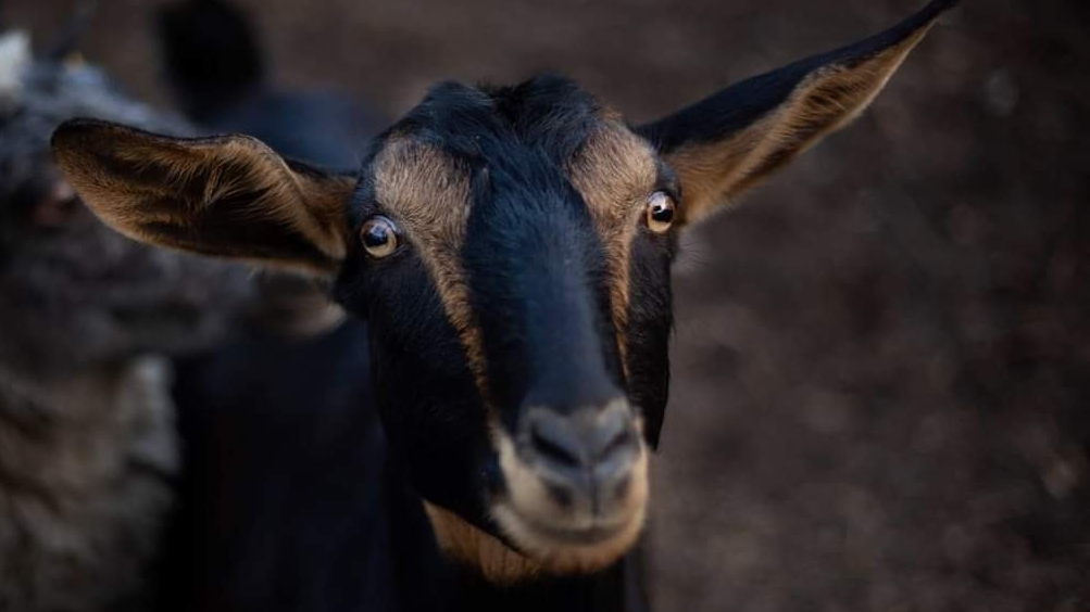 Bizarre Beasts Hoof Trimming | 458 Cambray Rd, Cambray, ON K0M 1E0, Canada | Phone: (705) 340-1869