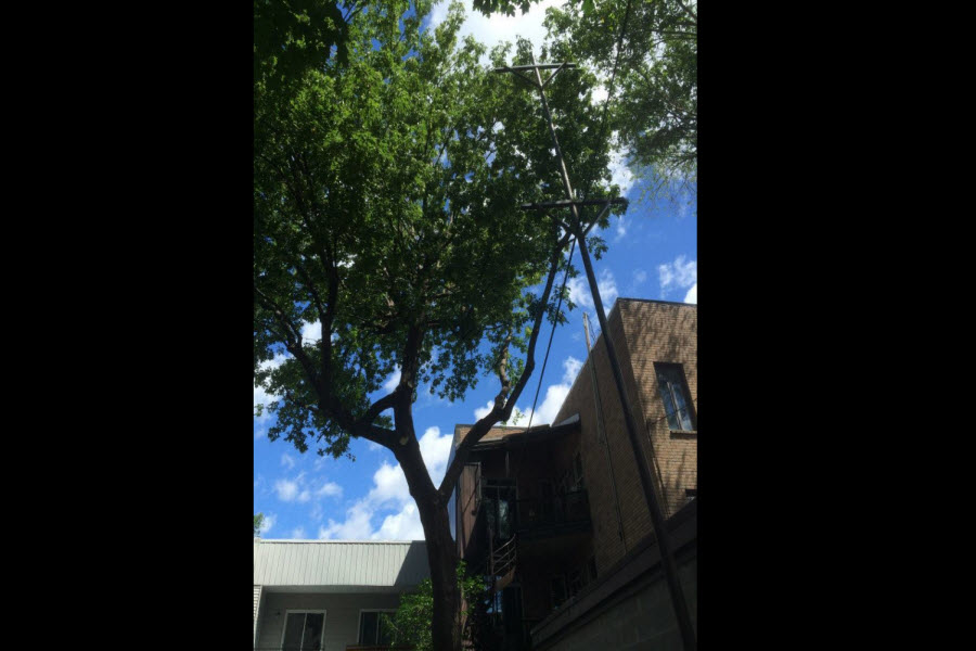 Émondage JL | 2242 Rue des Ormeaux, Montréal, QC H1L 4X1, Canada | Phone: (514) 559-7901