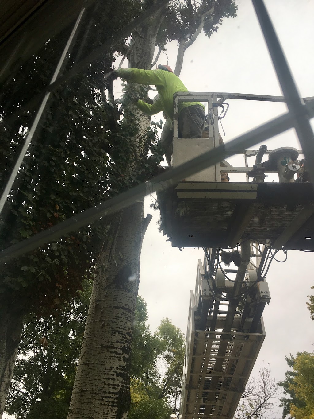 Boyles Tree Removal | 809 8 St NW, Portage la Prairie, MB R1N 3P5, Canada | Phone: (204) 871-4898
