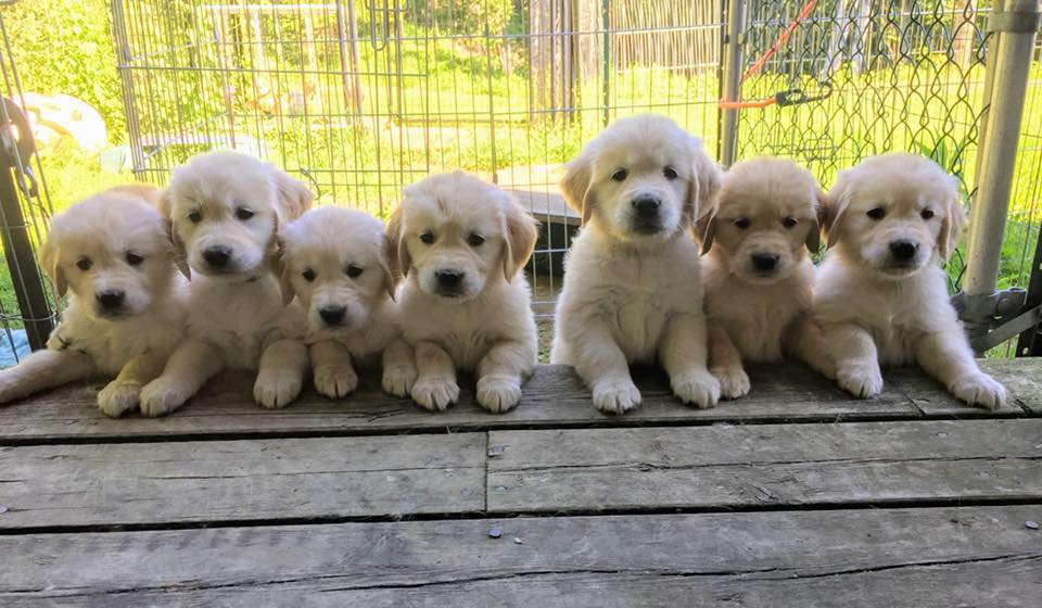 Cedar Grove Goldens | Blairhampton Rd, Minden, ON K0M 2K0, Canada | Phone: (705) 854-0959