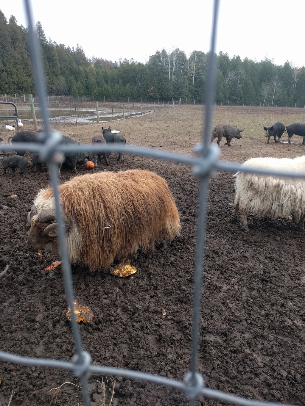 Harrington Lane Farms | Flamborough, Hamilton, ON N0B 2J0, Canada | Phone: (289) 895-8000