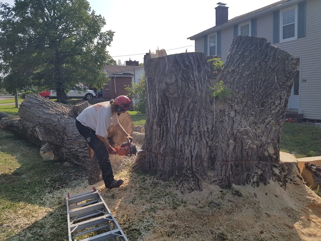 Martel Tree Service | 40 Teesdale St, Moncton, NB E1A 5K5, Canada | Phone: (506) 387-7342