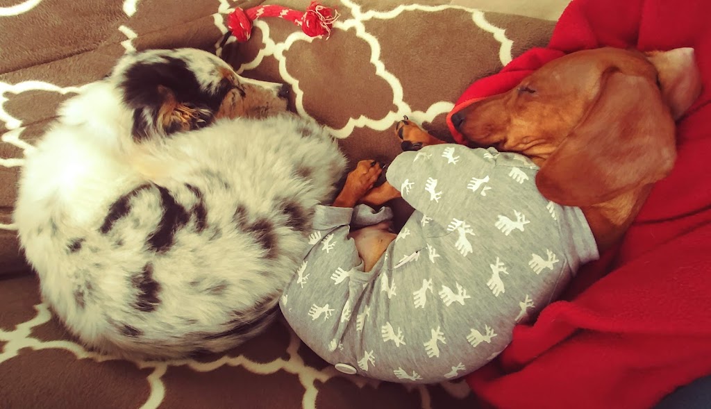 Elora Doggy Daycare | 11 E Mill St, Elora, ON N0B 1S0, Canada | Phone: (519) 215-7717