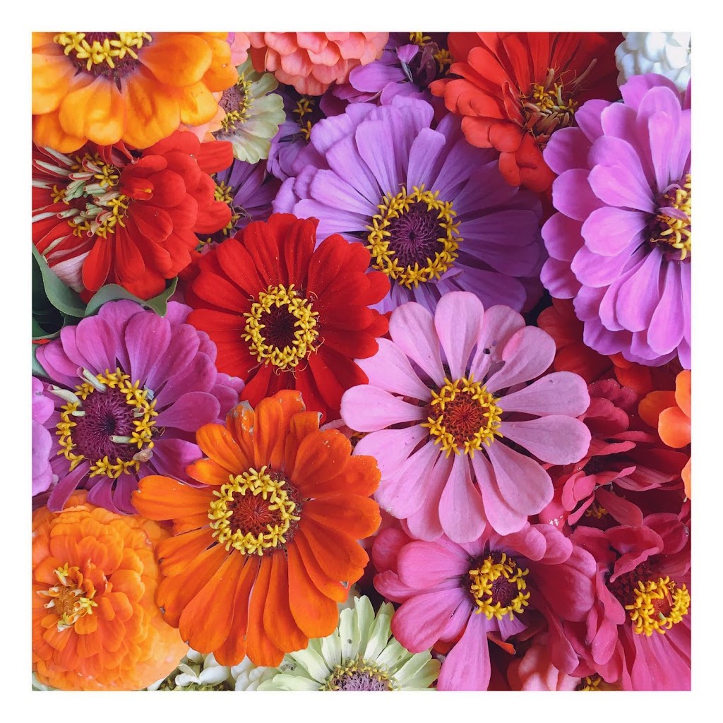 Estelle Ferme Florale | 8130 Rue Notre Dame O, Trois-Rivières, QC G9B 2J3, Canada | Phone: (819) 692-6519