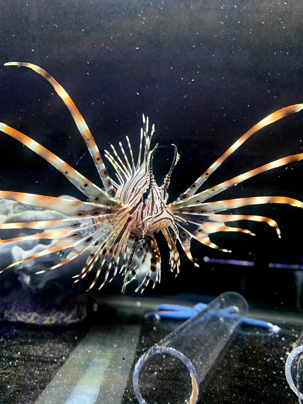 Exotic aquarium world | 5141 Tomken Rd, Mississauga, ON L4W 3W4, Canada | Phone: (905) 624-4474